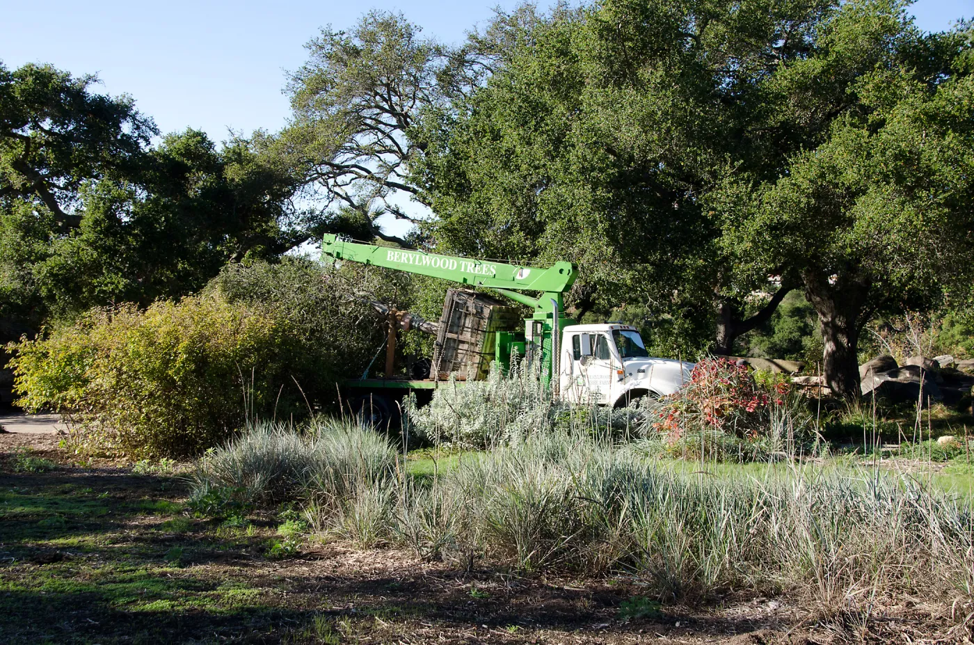 New oaks arrive at SBBG, Meadow Oaks 