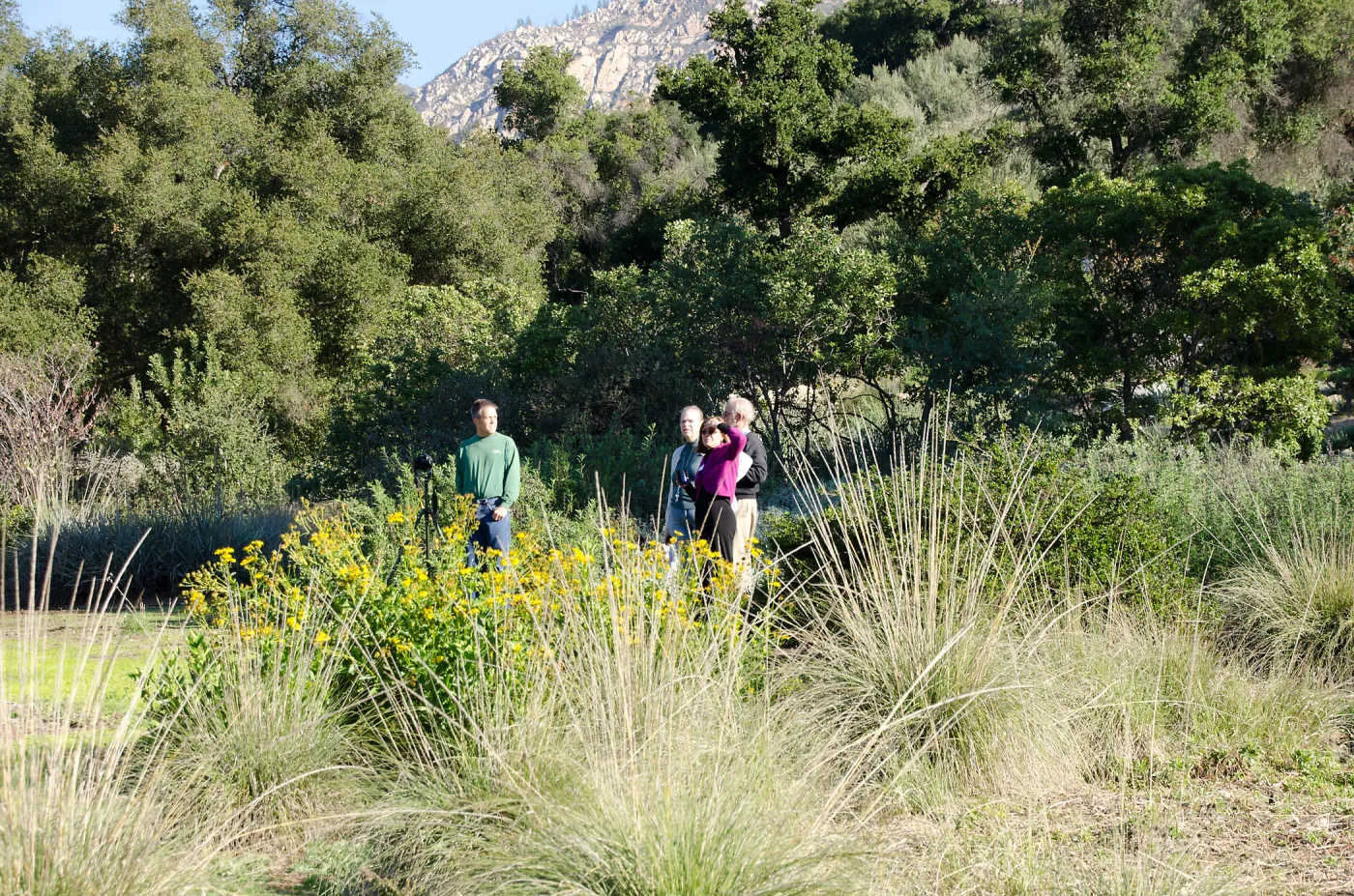 New oaks (Coastal Live Oak) arrive at SBBG, Meadow Oaks 