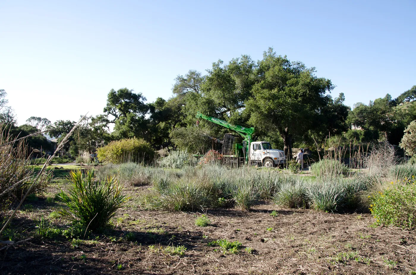New oaks (Coastal Live Oak) arrive at SBBG, Meadow Oaks 