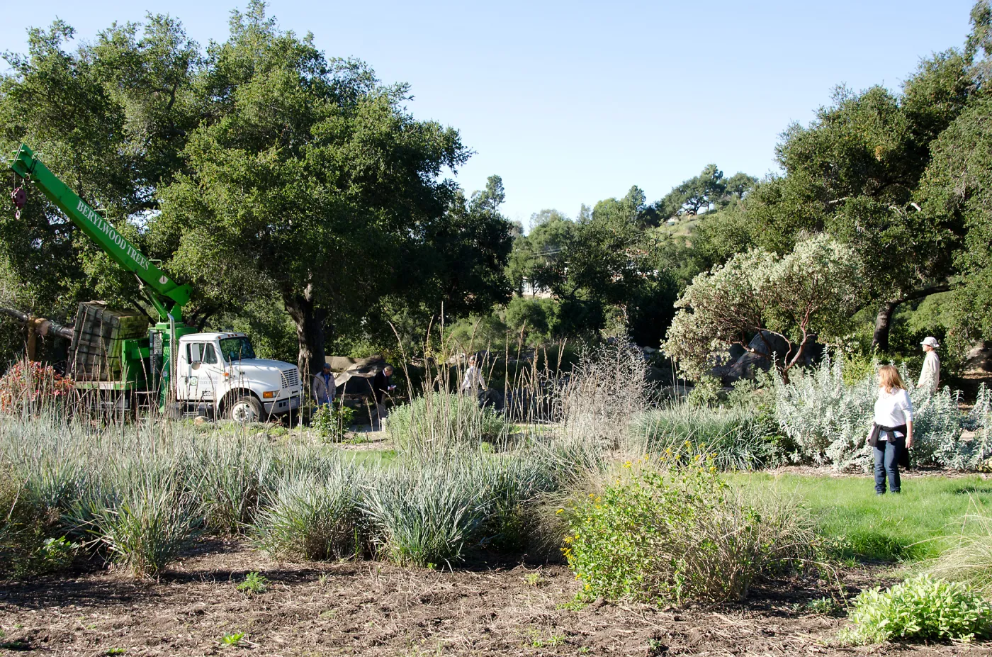 New oaks (Coastal Live Oak) arrive at SBBG, Meadow Oaks 