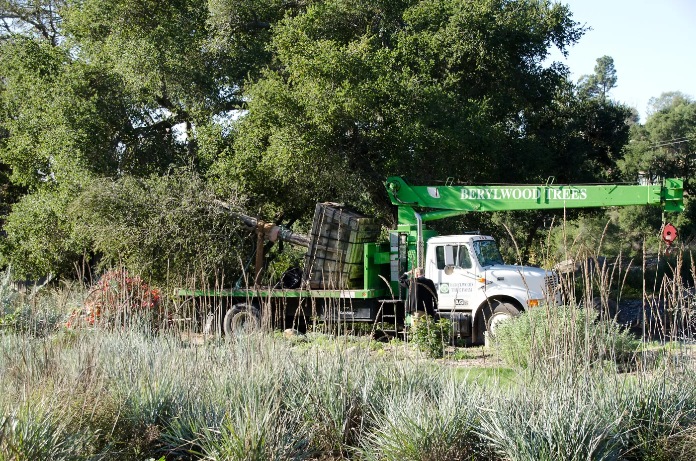 New oaks (Coastal Live Oak) arrive at SBBG, Meadow Oaks 