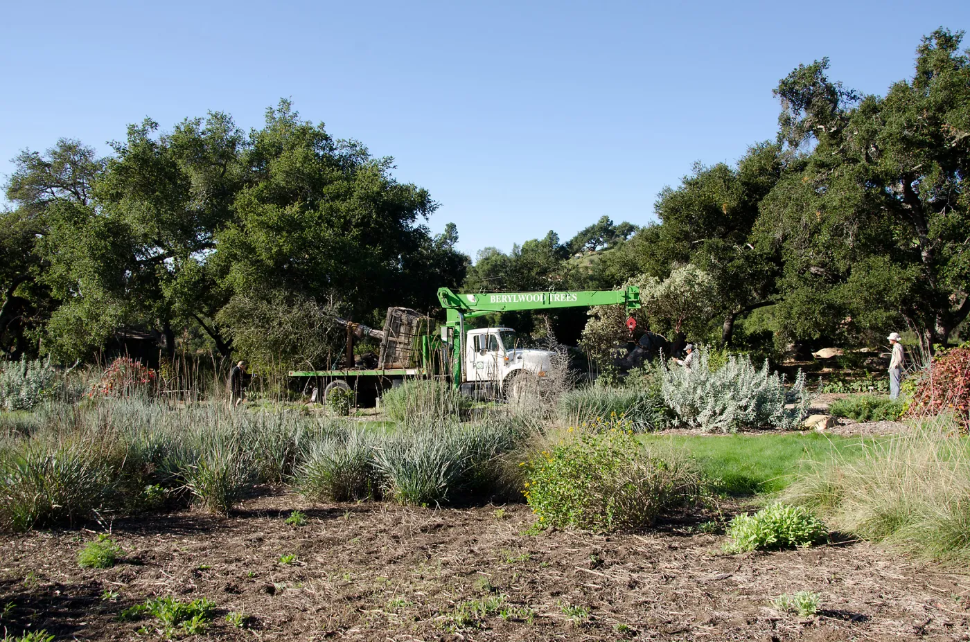 New oaks (Coastal Live Oak) arrive at SBBG, Meadow Oaks 