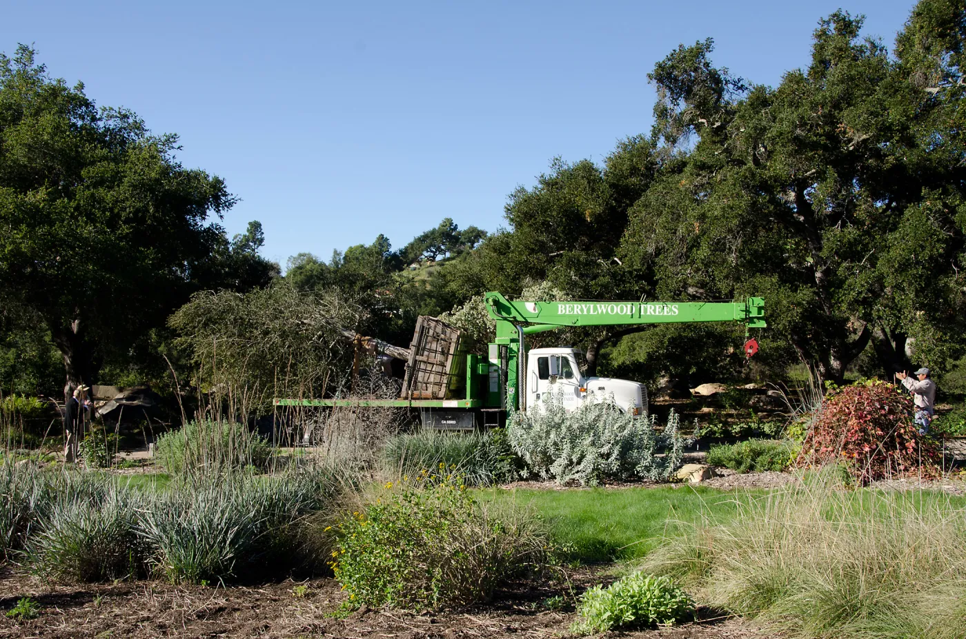 New oaks (Coastal Live Oak) arrive at SBBG, Meadow Oaks 