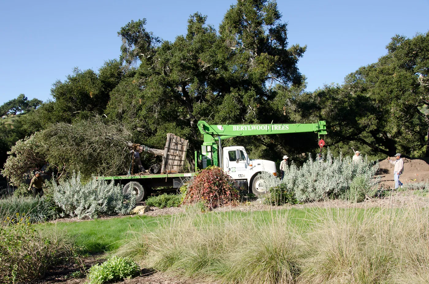 New oaks (Coastal Live Oak) arrive at SBBG, Meadow Oaks 