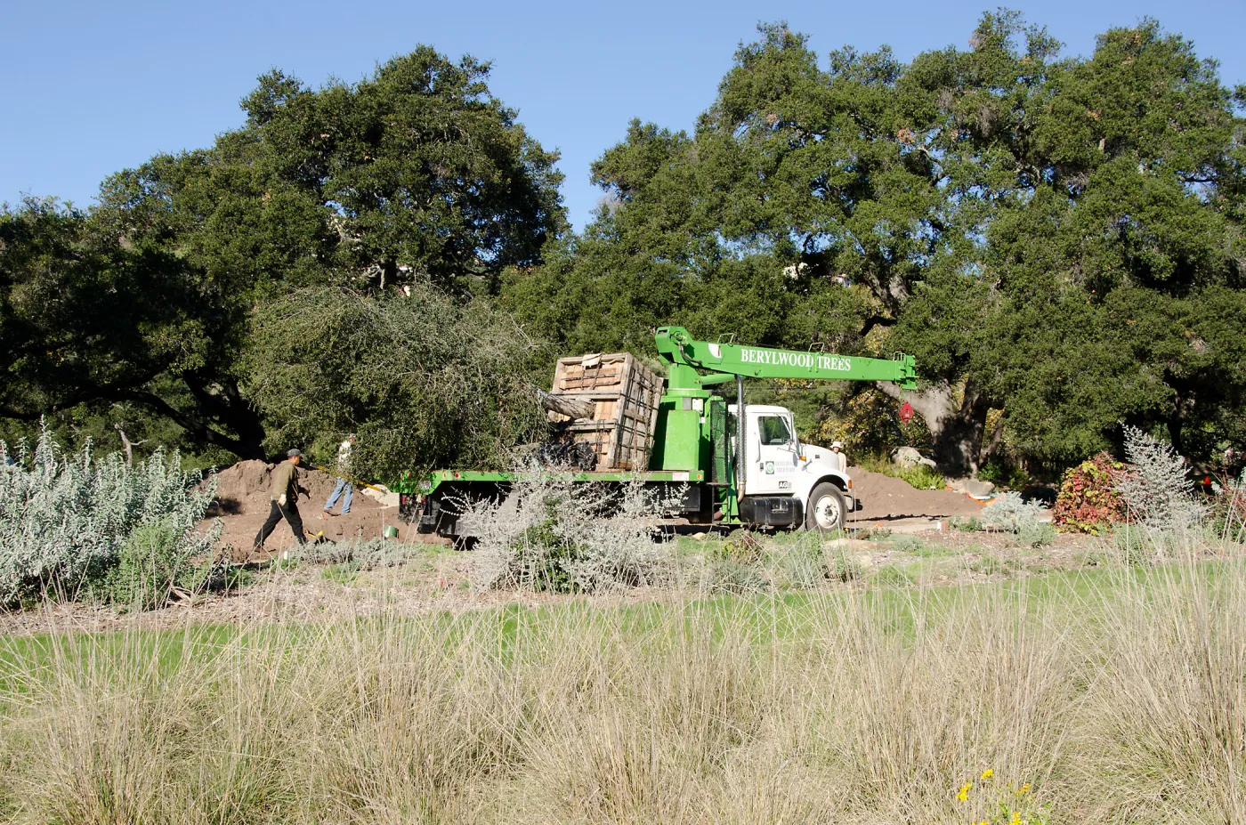 New oaks (Coastal Live Oak) arrive at SBBG, Meadow Oaks 