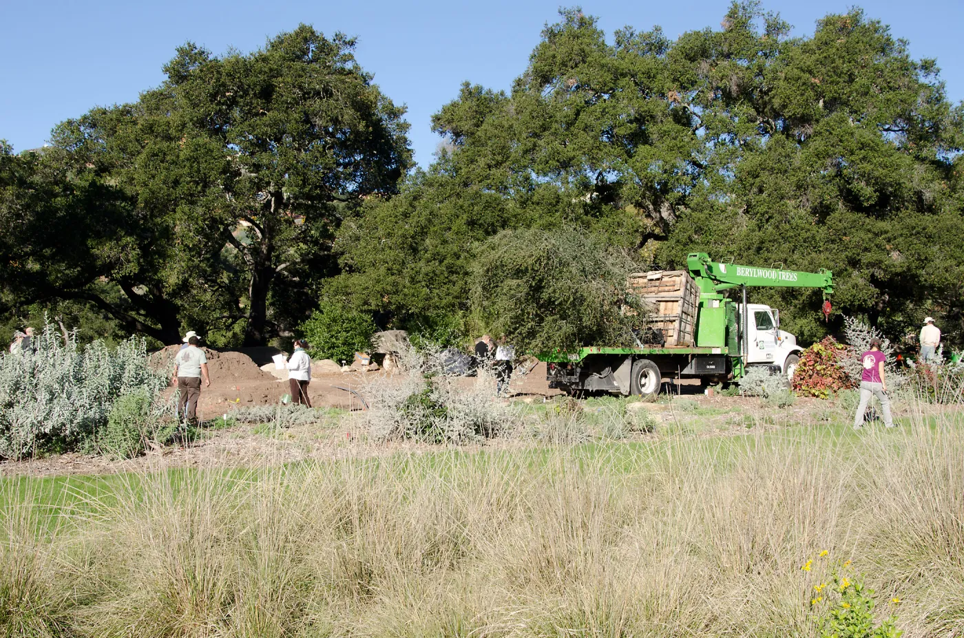 New oaks (Coastal Live Oak) arrive at SBBG, Meadow Oaks 