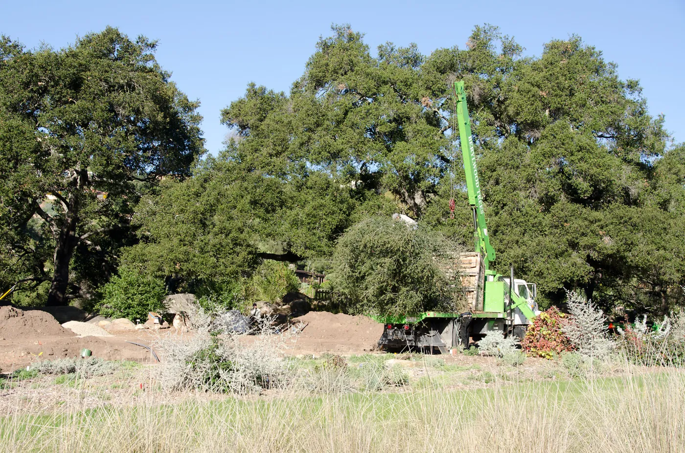 New oaks (Coastal Live Oak) arrive at SBBG, Meadow Oaks 