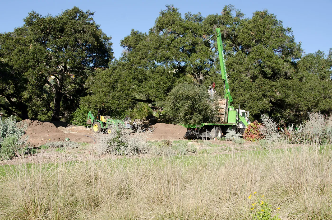 New oaks (Coastal Live Oak) arrive at SBBG, Meadow Oaks 