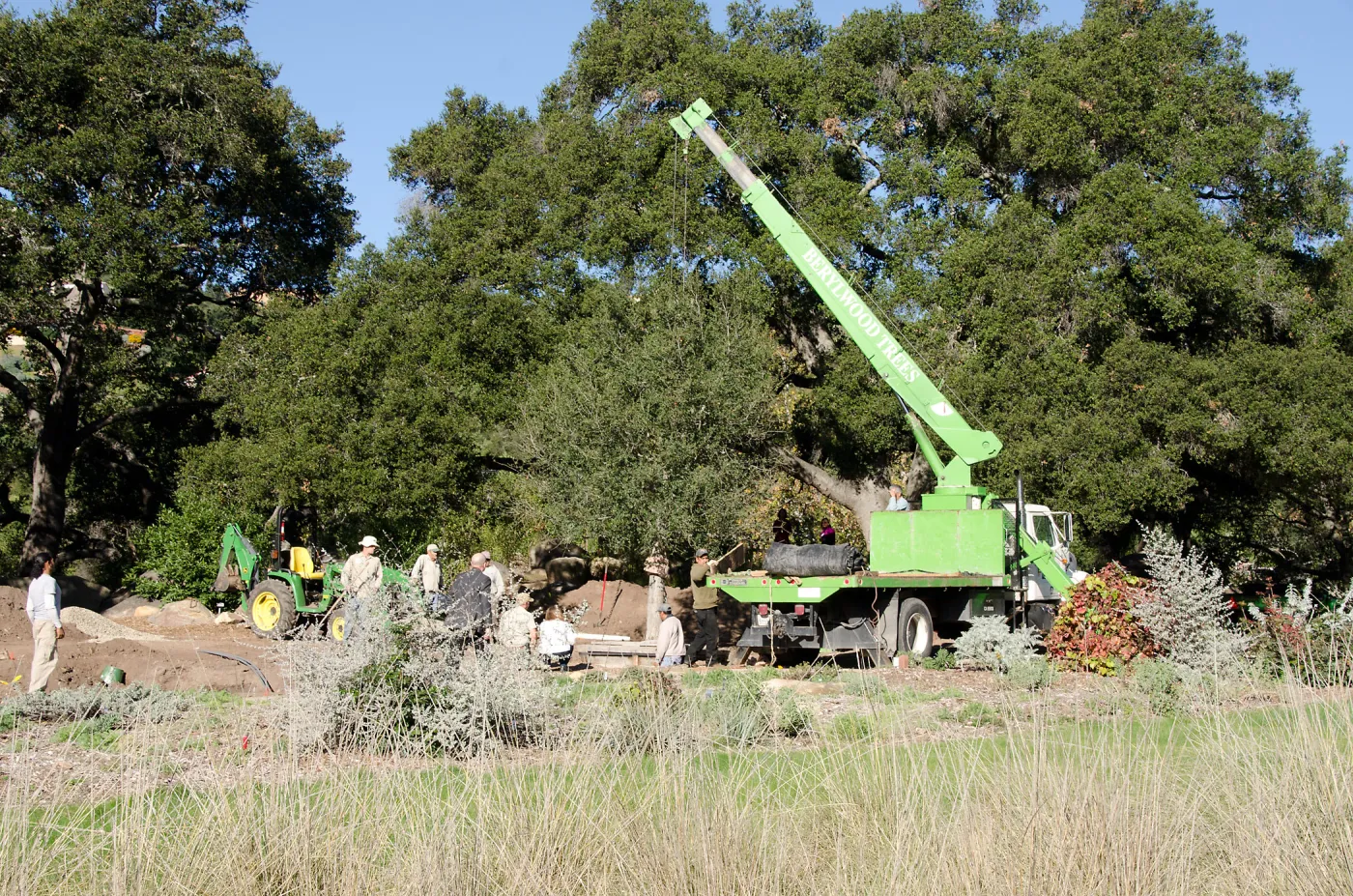 New oaks (Coastal Live Oak) arrive at SBBG, Meadow Oaks 