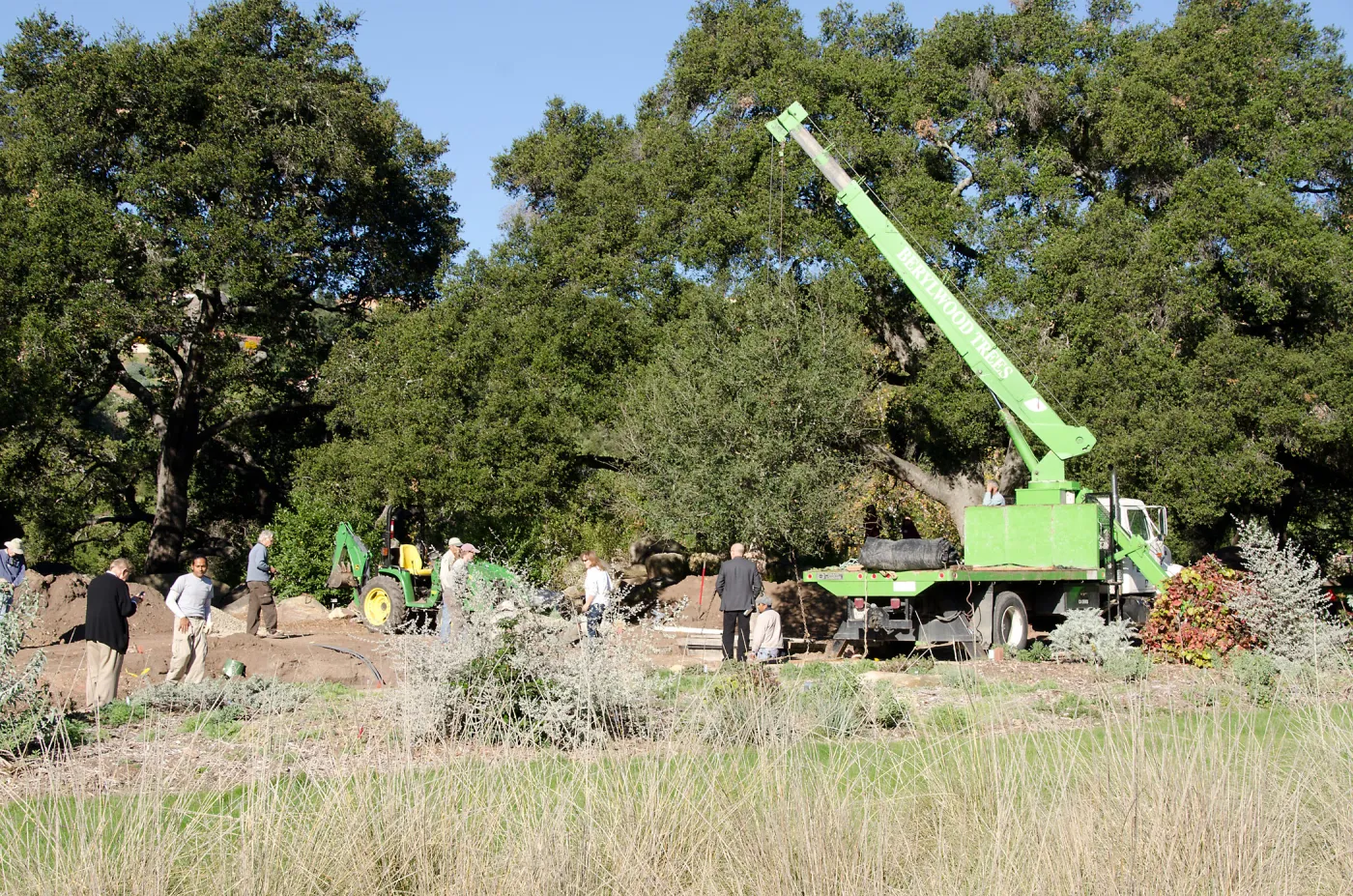 New oaks (Coastal Live Oak) arrive at SBBG, Meadow Oaks 