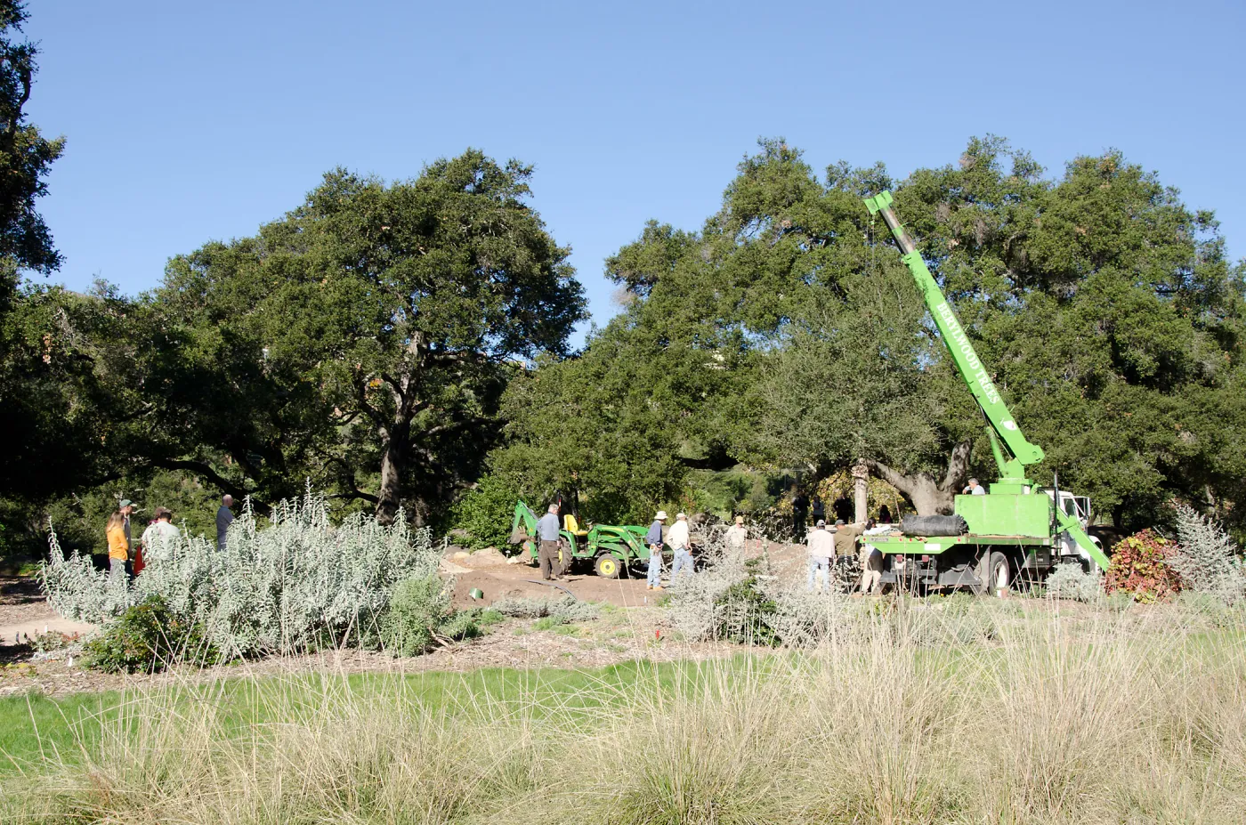 New oaks (Coastal Live Oak) arrive at SBBG, Meadow Oaks 