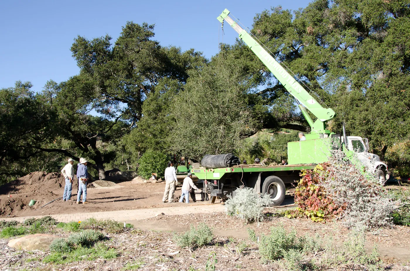 New oaks (Coastal Live Oak) arrive at SBBG, Meadow Oaks 