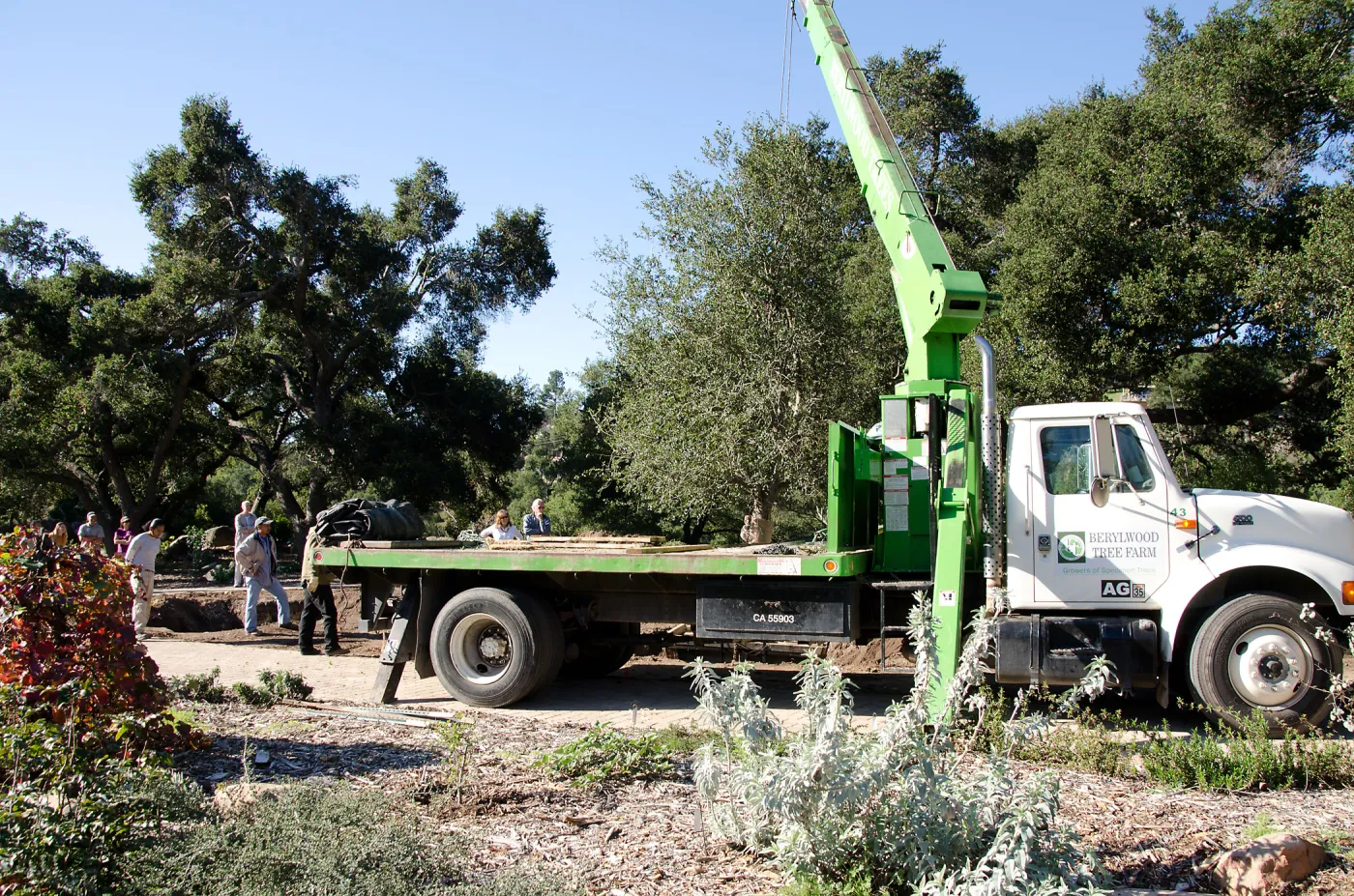 New oaks (Coastal Live Oak) arrive at SBBG, Meadow Oaks 