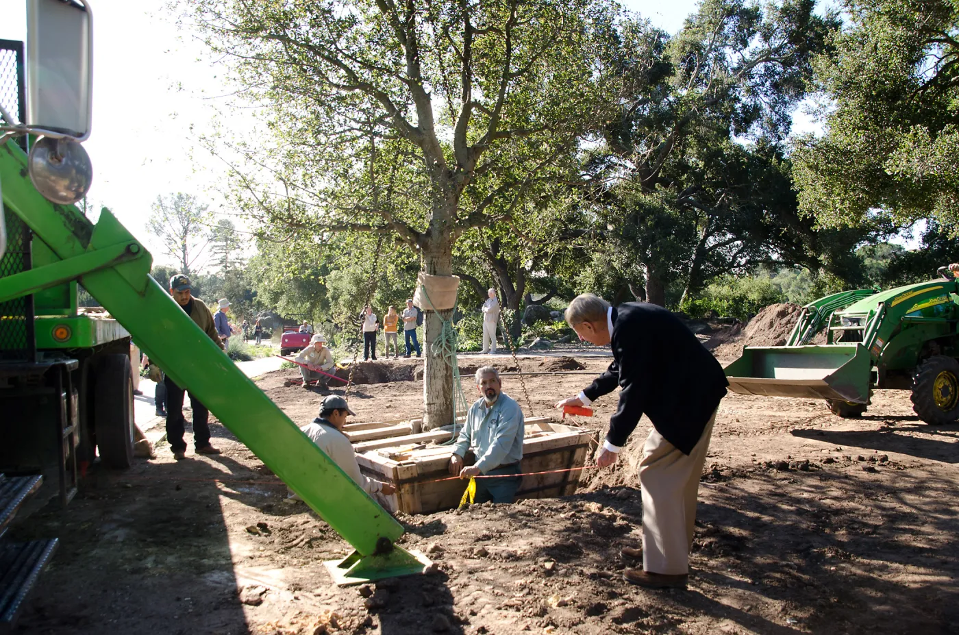 New oaks (Coastal Live Oak) arrive at SBBG, Meadow Oaks, Kellam de Forest checks measurements