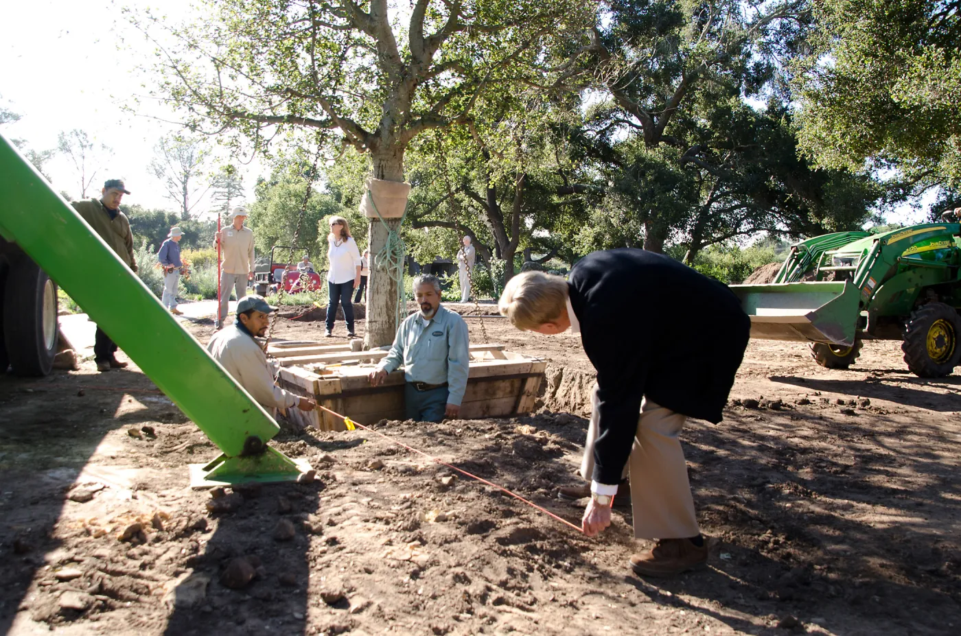 New oaks (Coastal Live Oak) arrive at SBBG, Meadow Oaks, Kellam de Forest checks measurements