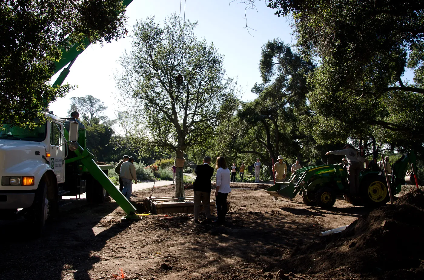New oaks arrive at SBBG, Meadow Oaks 