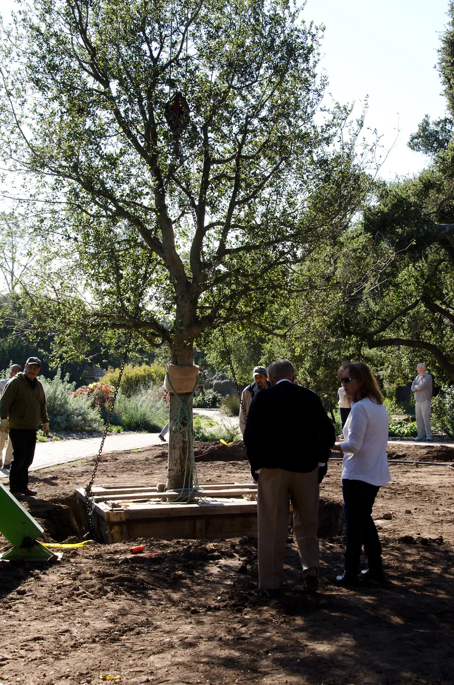 New oaks (Coastal Live Oak) arrive at SBBG, Meadow Oaks 