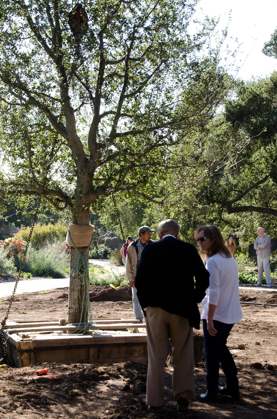 New oaks (Coastal Live Oak)arrive at SBBG, Meadow Oaks 