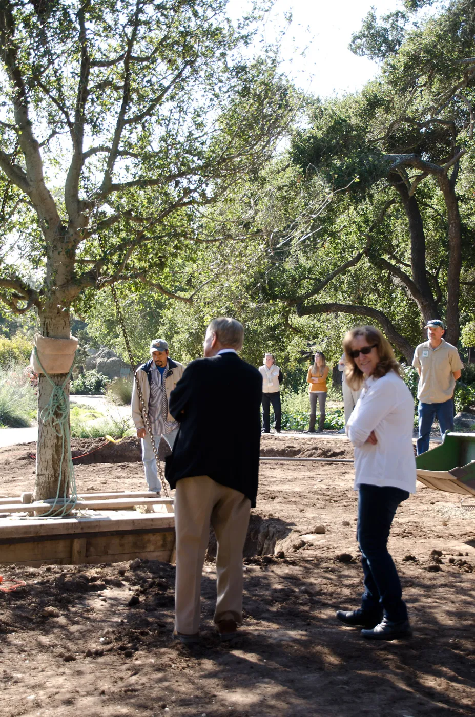 New oaks (Coastal Live Oak) arrive at SBBG, Meadow Oaks 