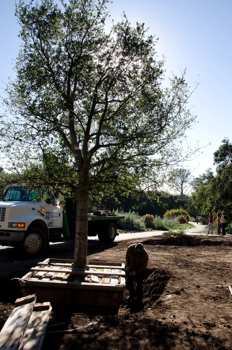 New oaks arrive at SBBG, Meadow Oaks 
