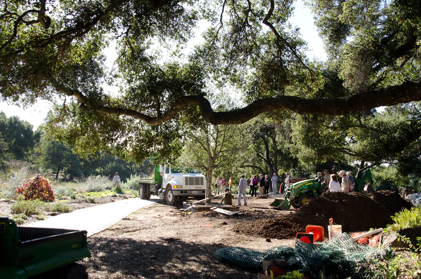 New oaks arrive at SBBG, Meadow Oaks 