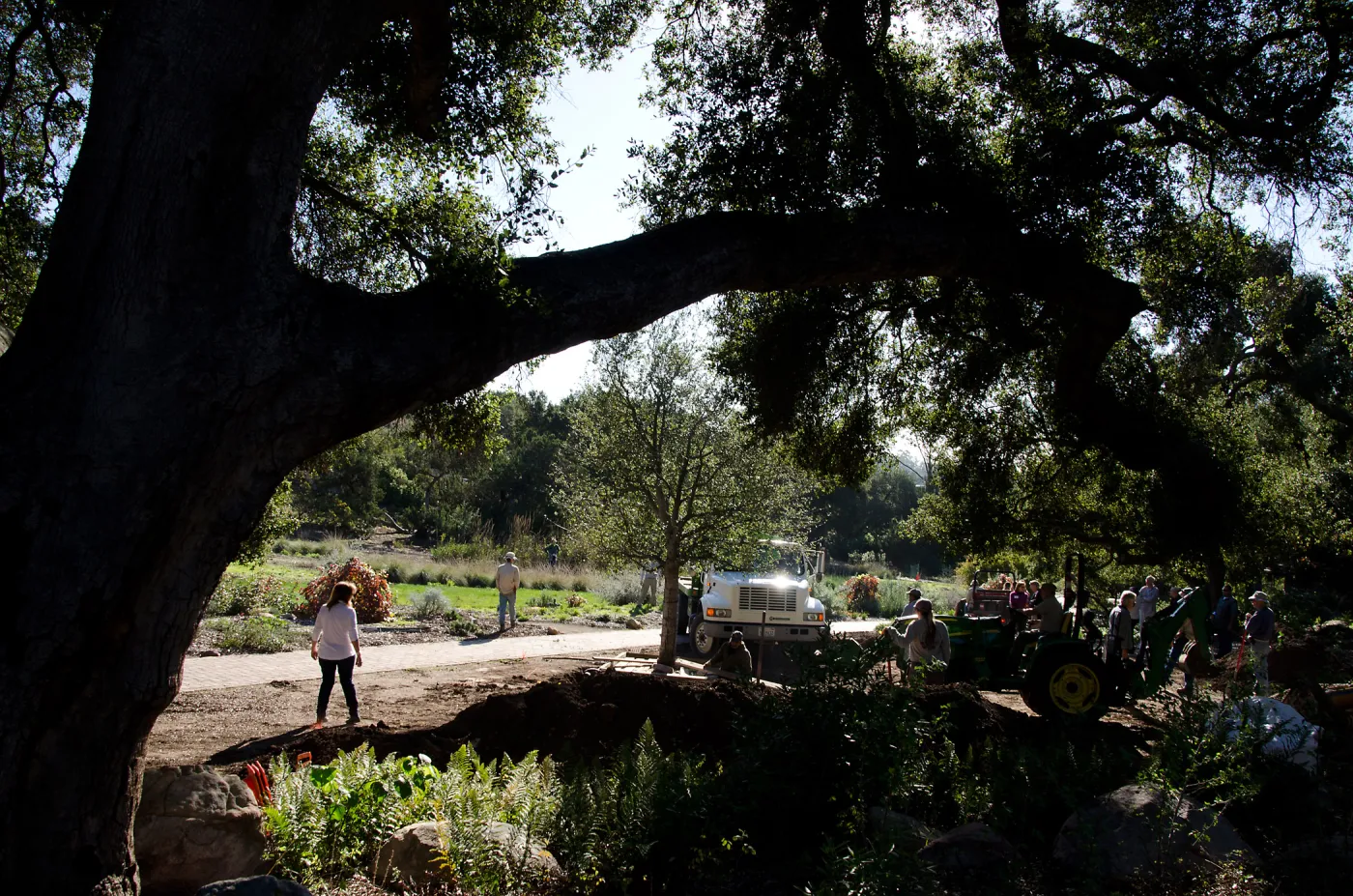 New oaks (Coastal Live Oak) arrive at SBBG, Meadow Oaks 