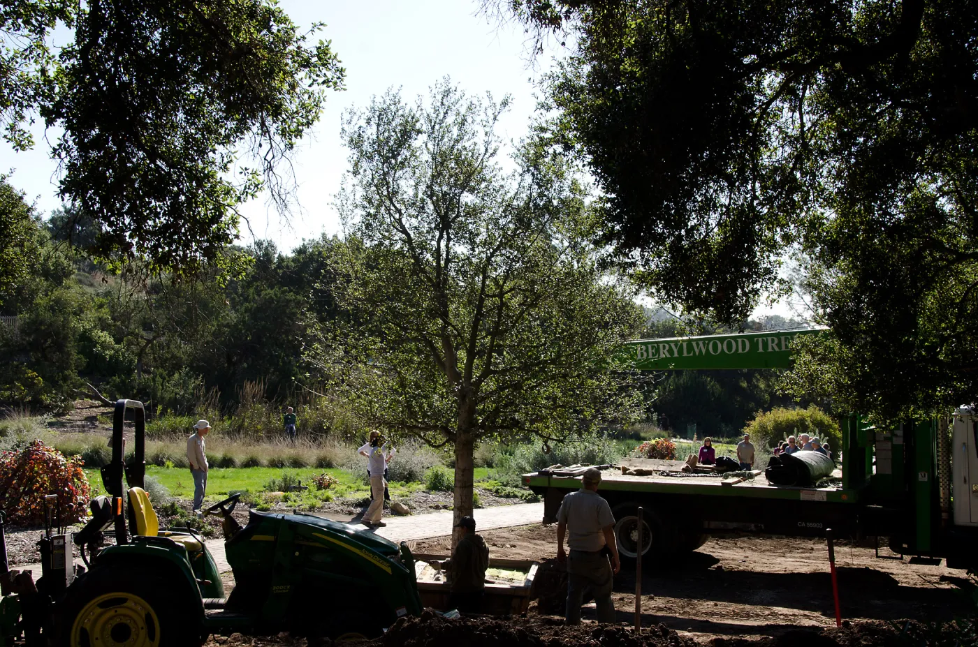 New oaks (Coastal Live Oak) arrive at SBBG, Meadow Oaks 