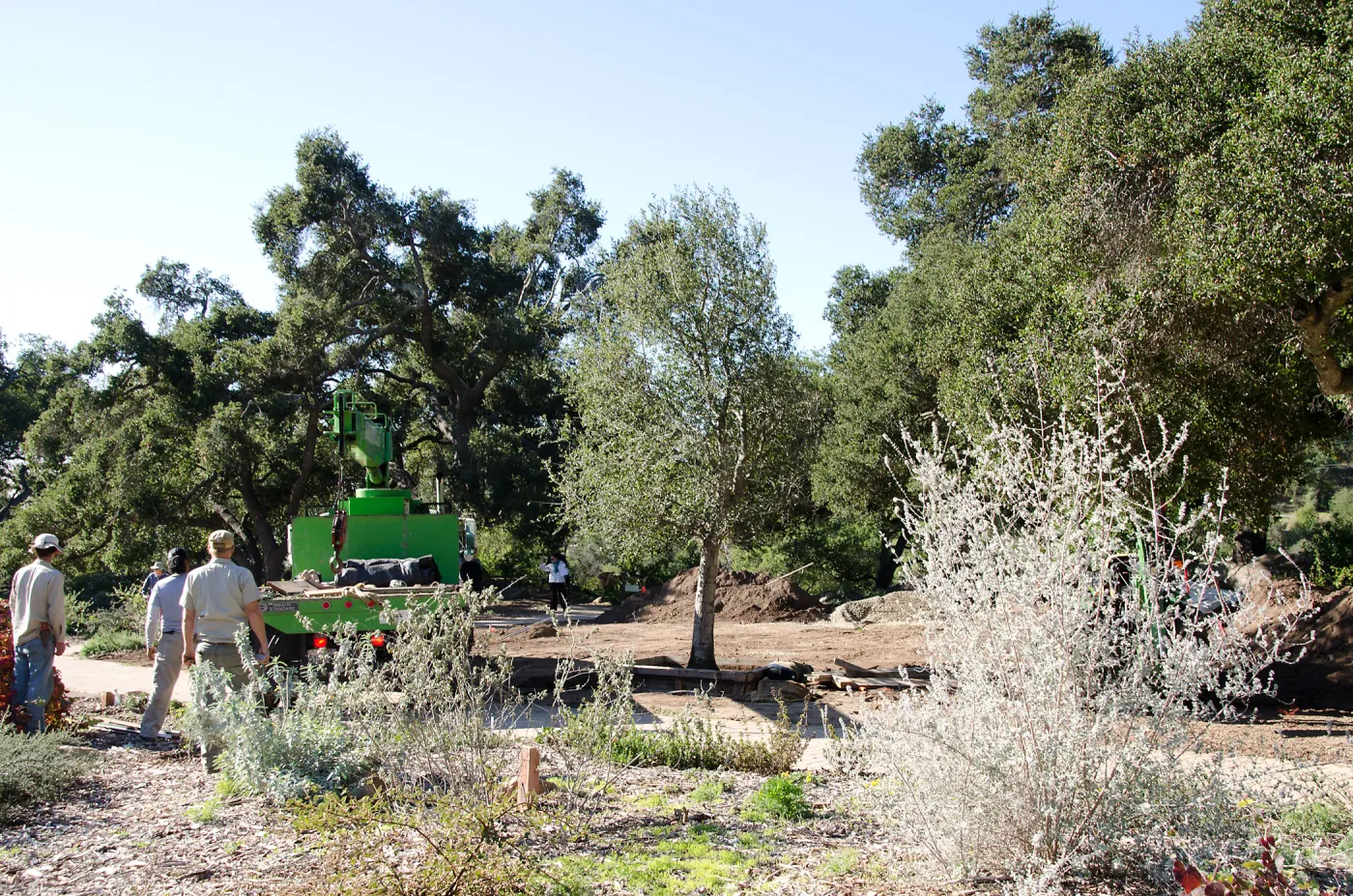 New oaks (Coastal Live Oak) arrive at SBBG, Meadow Oaks 