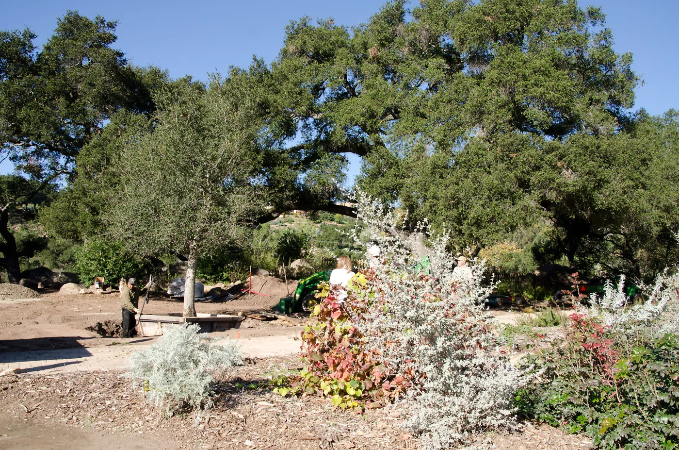 New oaks arrive at SBBG, Meadow Oaks 