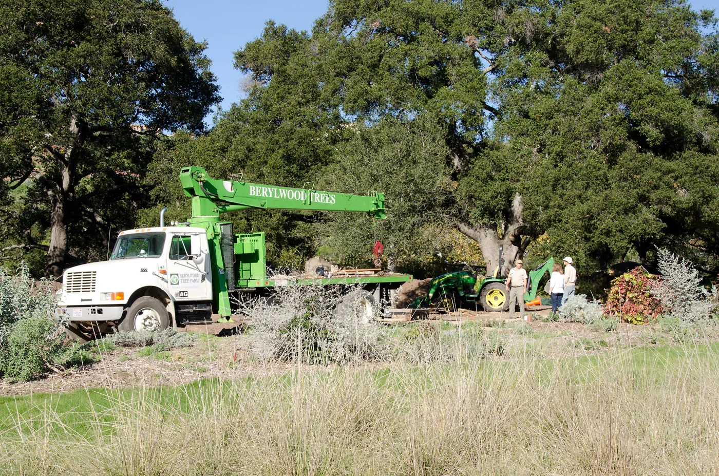 New oaks arrive at SBBG, Meadow Oaks 