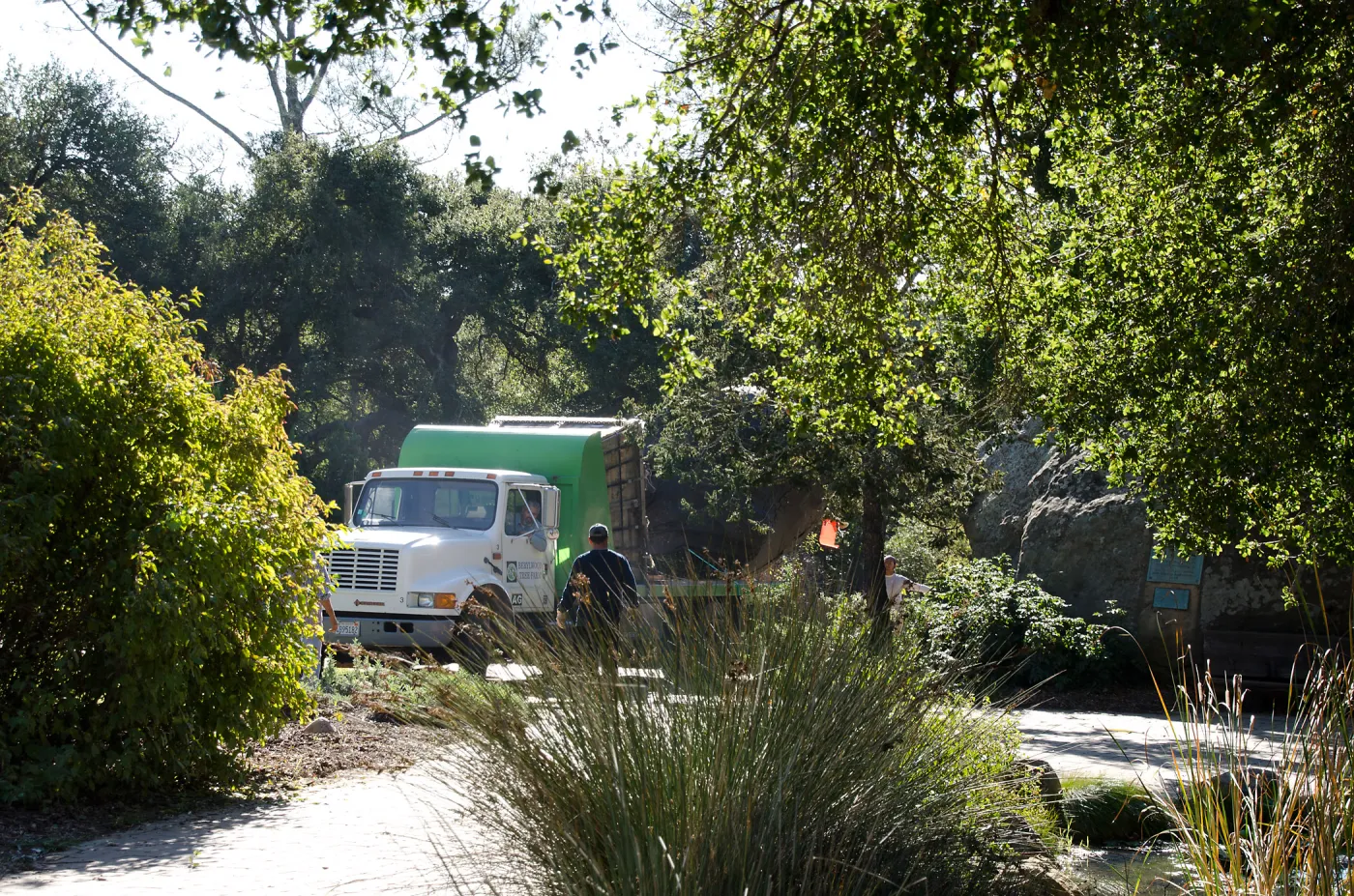 New oaks (Coastal Live Oak) arrive at SBBG, Meadow Oaks 