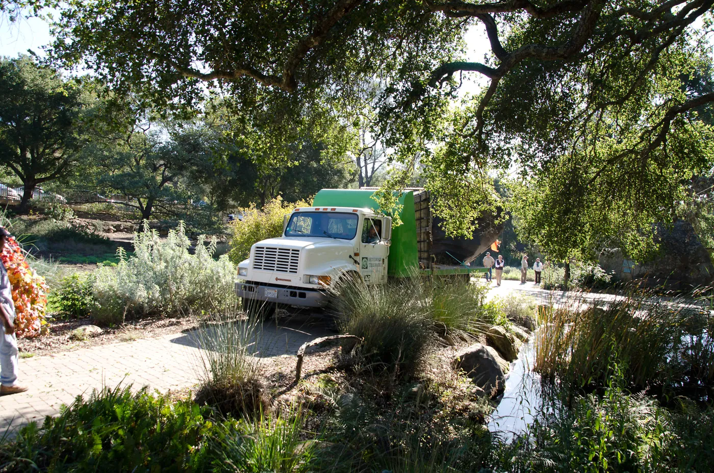 New oaks (Coastal Live Oak) arrive at SBBG, Meadow Oaks 