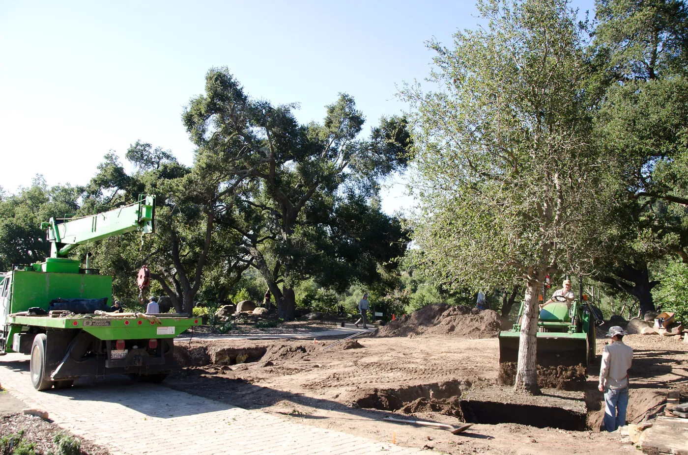 New oaks (Coastal Live Oak) arrive at SBBG, Meadow Oaks 