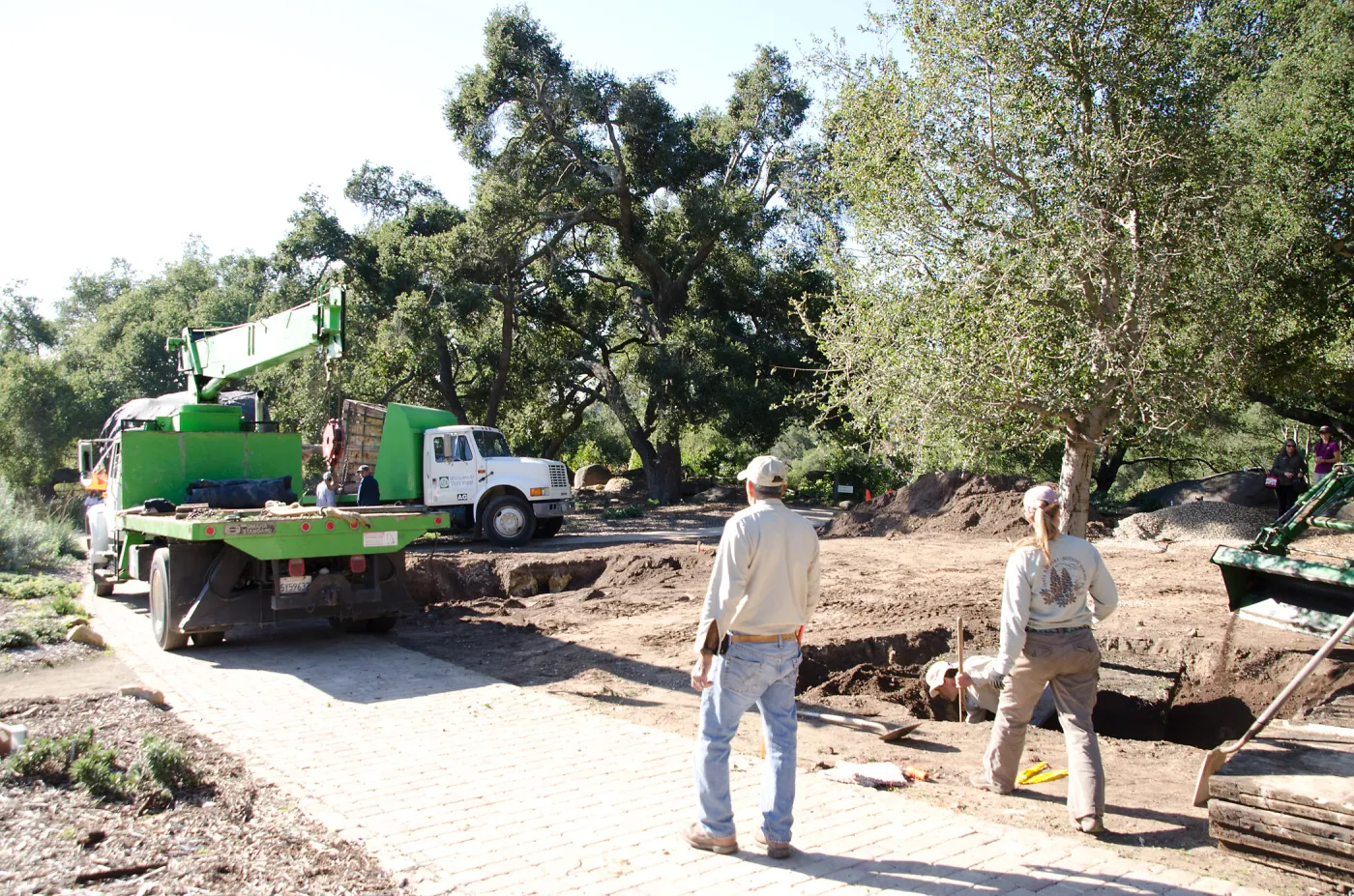 New oaks (Coastal Live Oak) arrive at SBBG, Meadow Oaks 