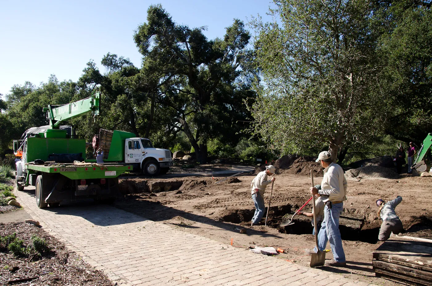 New oaks (Coastal Live Oak) arrive at SBBG, Meadow Oaks 