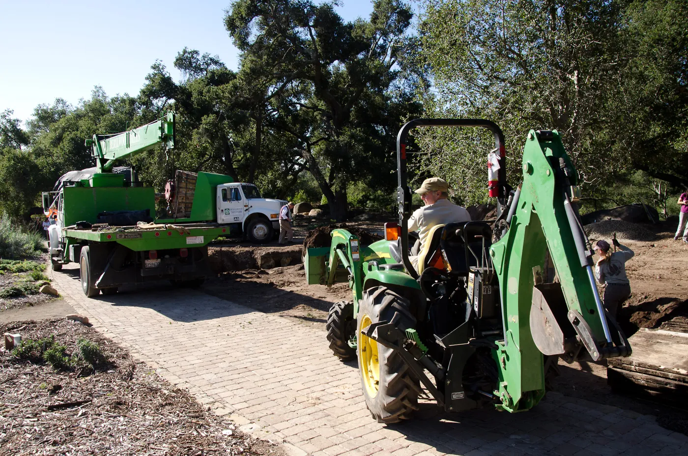 New oaks (Coastal Live Oak) arrive at SBBG, Meadow Oaks 