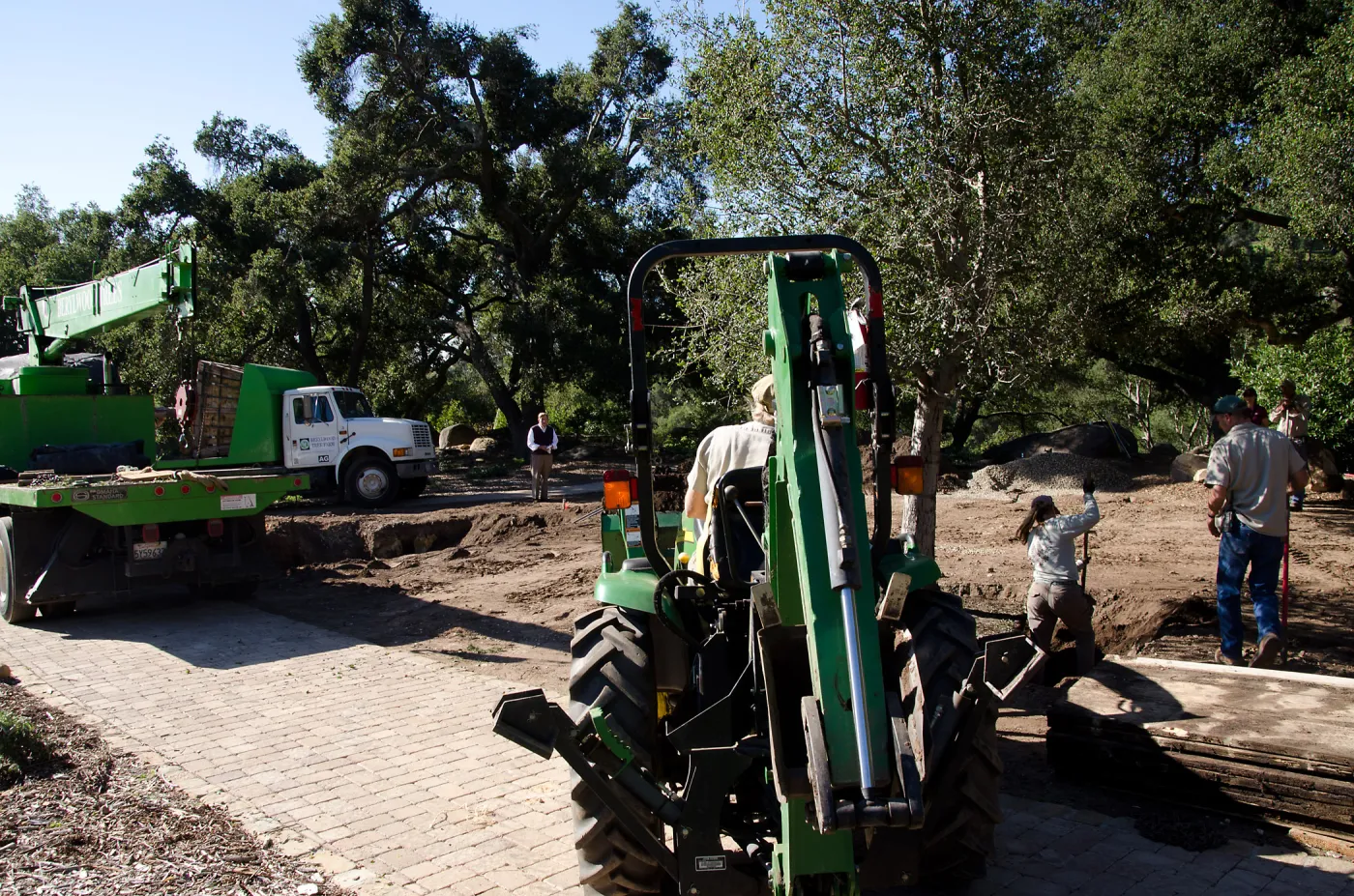 New oaks (Coastal Live Oak) arrive at SBBG, Meadow Oaks 