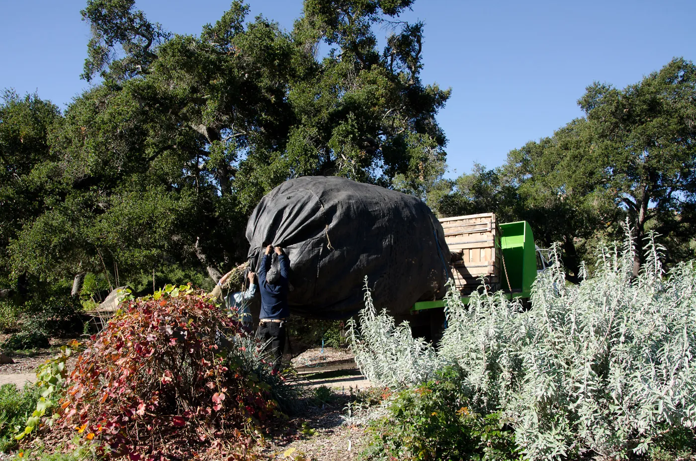 New oaks (Coastal Live Oak) arrive at SBBG, Meadow Oaks 