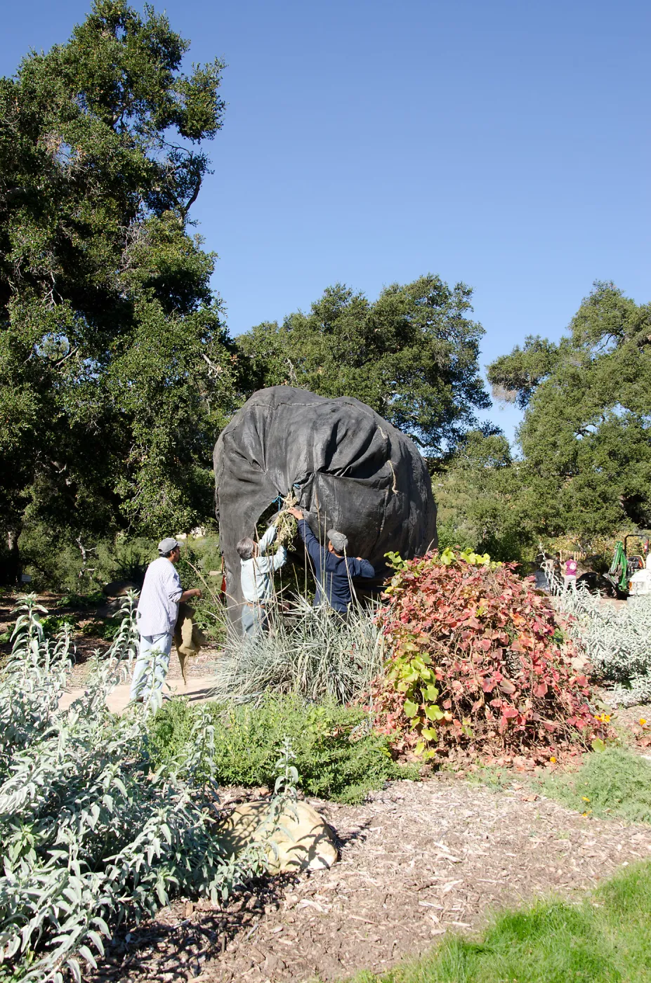 New oaks (Coastal Live Oak) arrive at SBBG, Meadow Oaks 