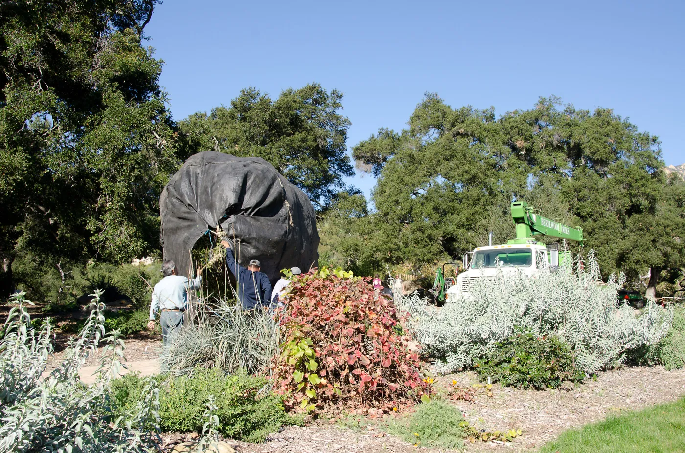 New oaks (Coastal Live Oak) arrive at SBBG, Meadow Oaks 