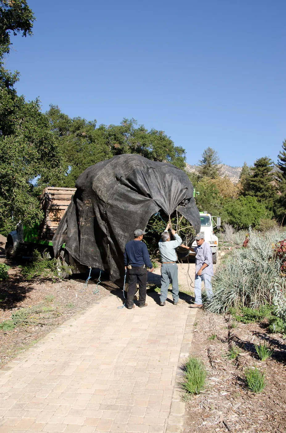 New oaks (Coastal Live Oak) arrive at SBBG, Meadow Oaks 