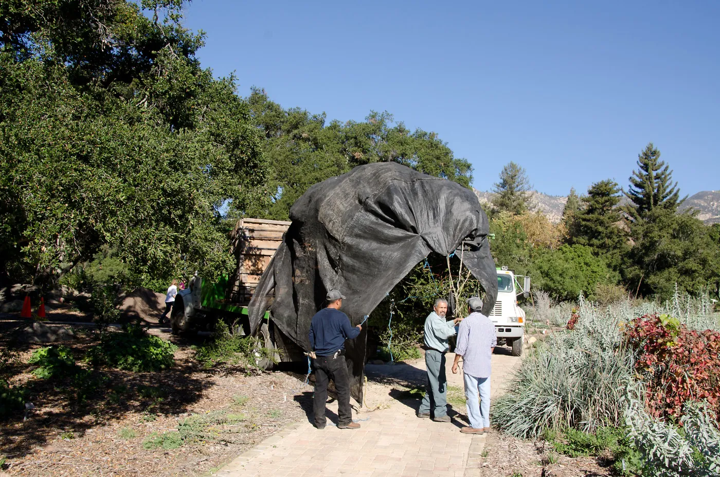 New oaks arrive at SBBG, Meadow Oaks 