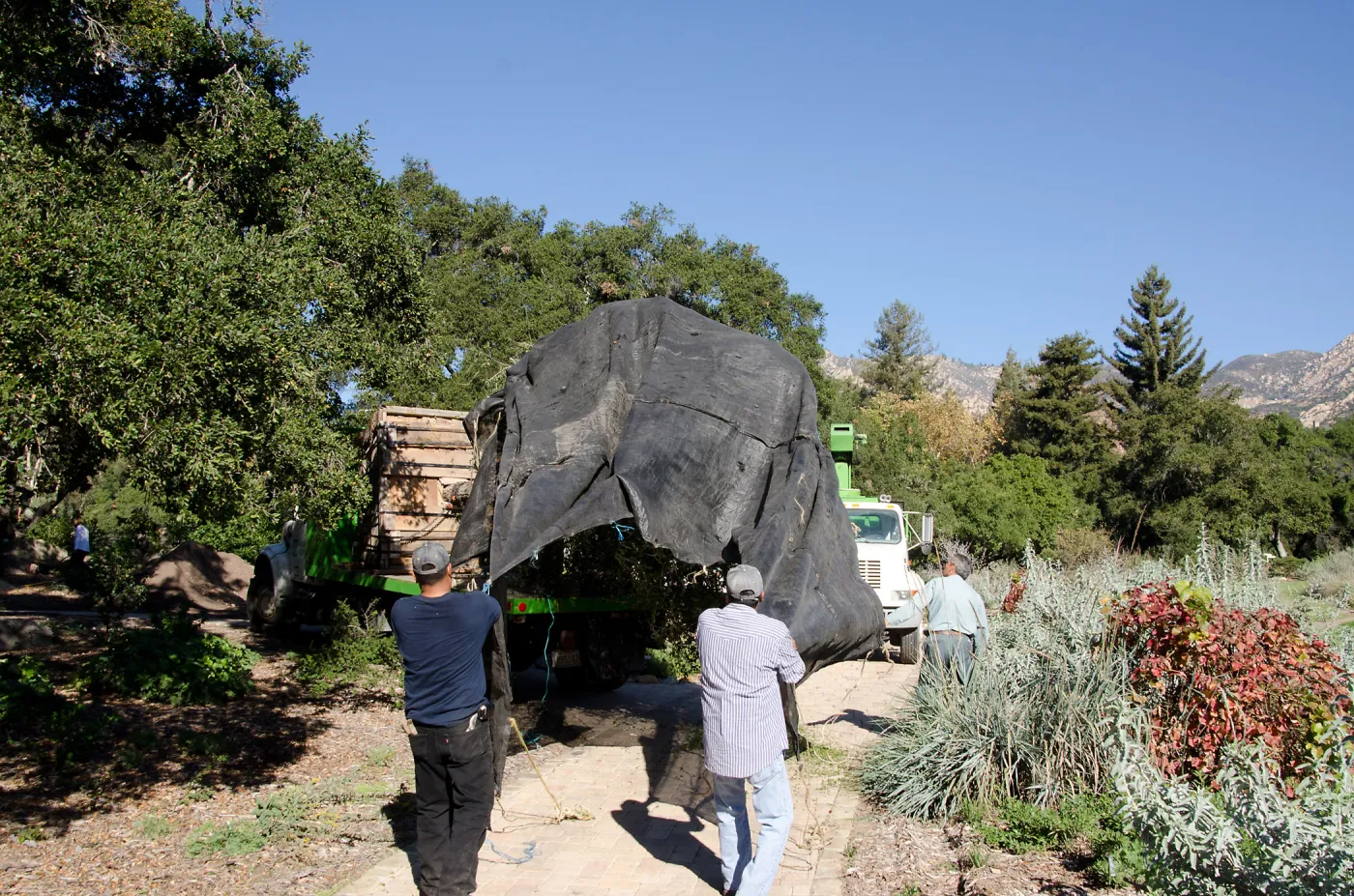 New oaks arrive at SBBG, Meadow Oaks 