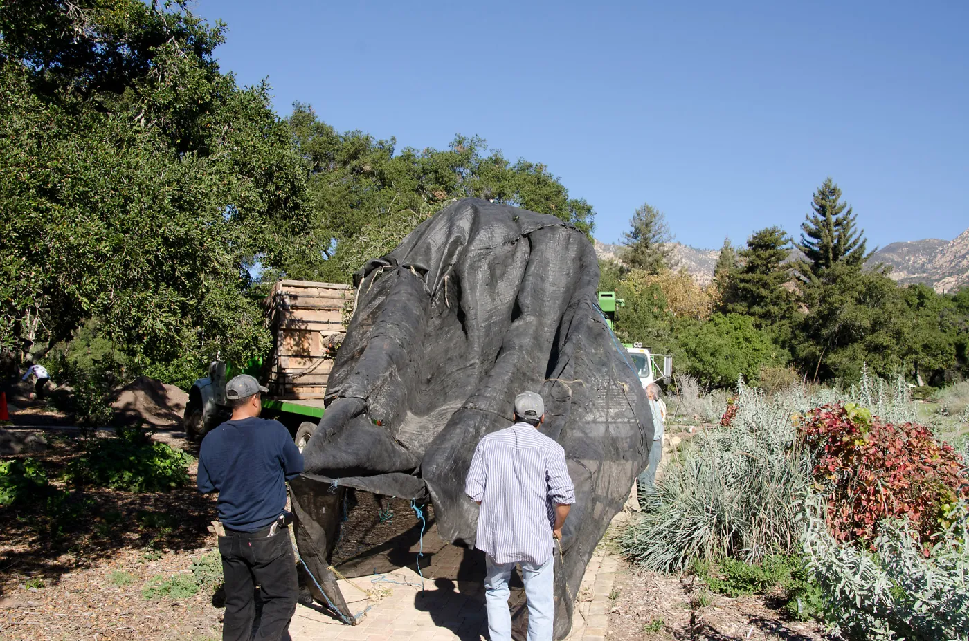 New oaks (Coastal Live Oak) arrive at SBBG, Meadow Oaks 