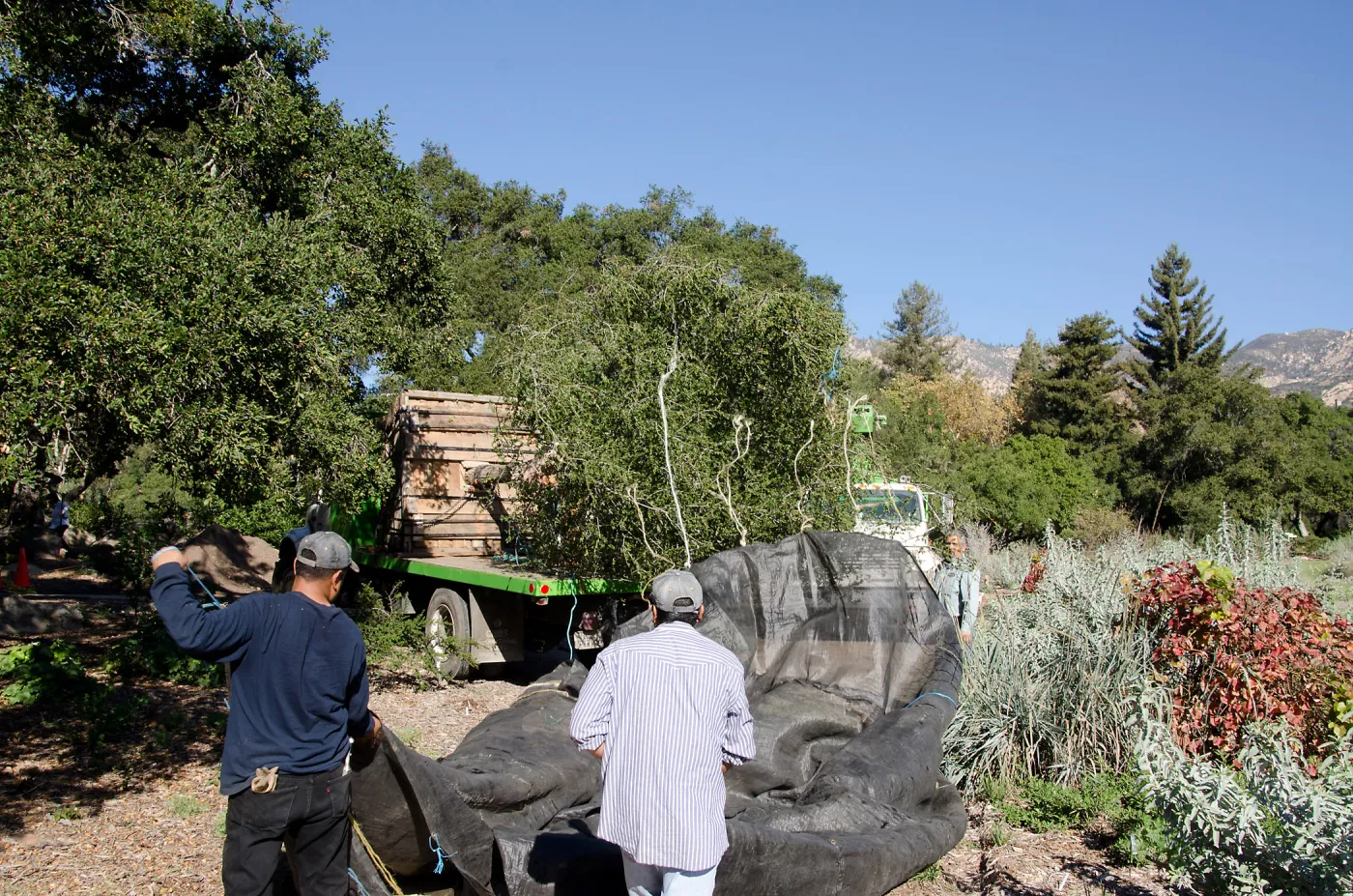 New oaks arrive at SBBG, Meadow Oaks 