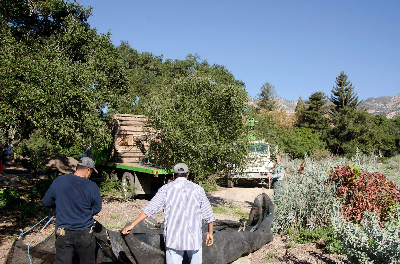 New oaks (Coastal Live Oak) arrive at SBBG, Meadow Oaks 