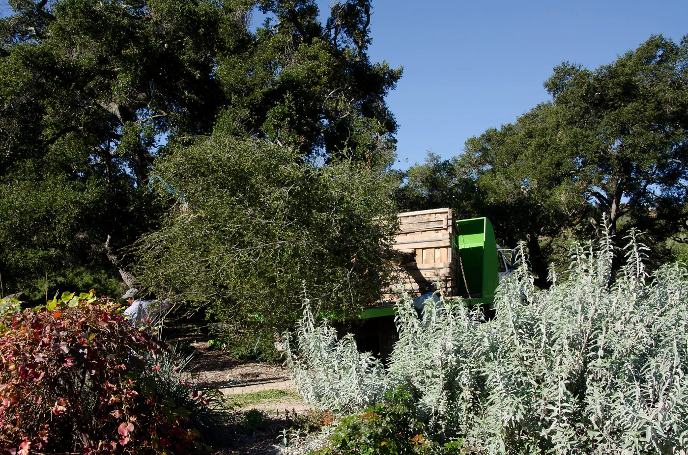 New oaks (Coastal Live Oak) arrive at SBBG, Meadow Oaks 
