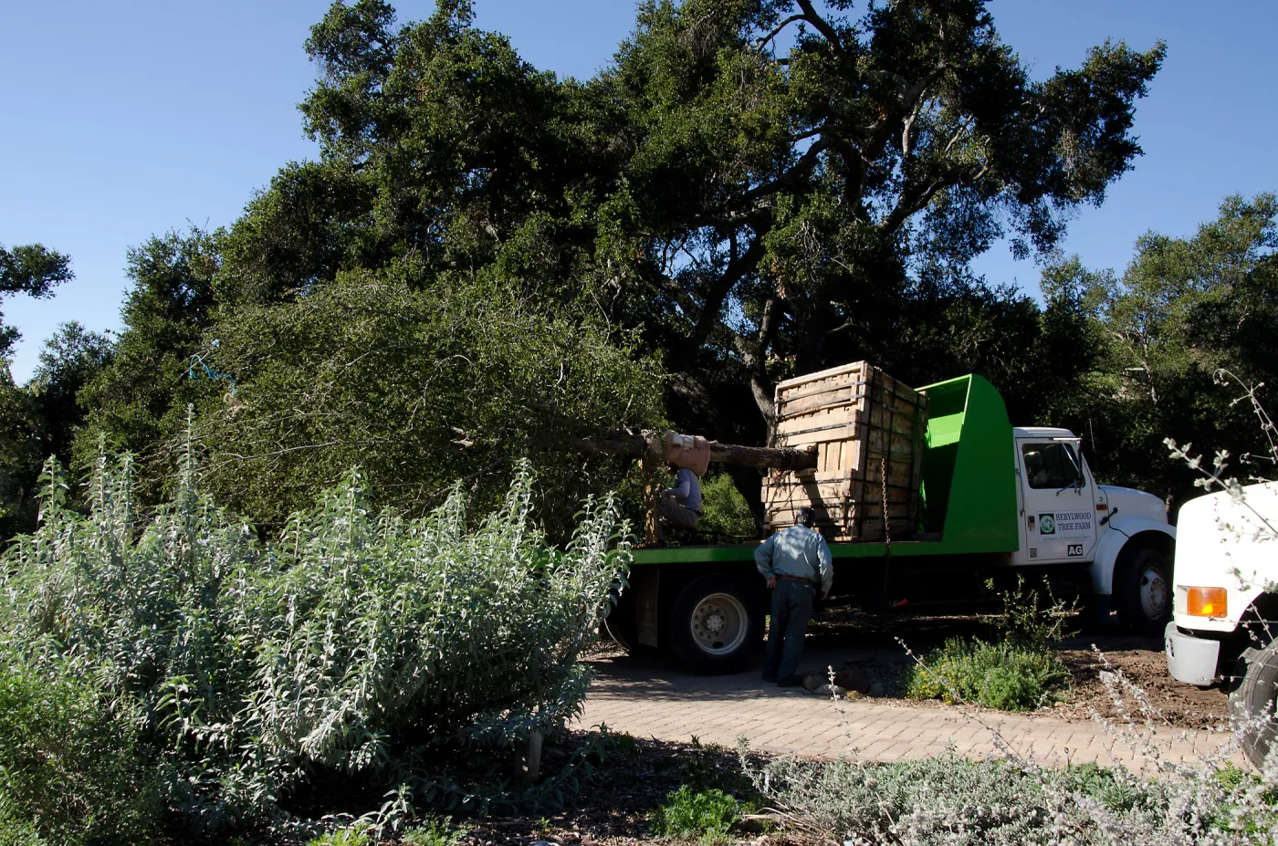 New oaks (Coastal Live Oak) arrive at SBBG, Meadow Oaks 