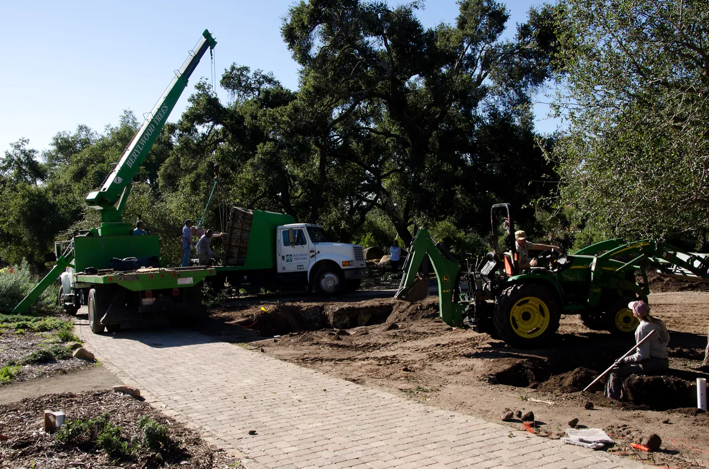 New oaks (Coastal Live Oak) arrive at SBBG, Meadow Oaks 