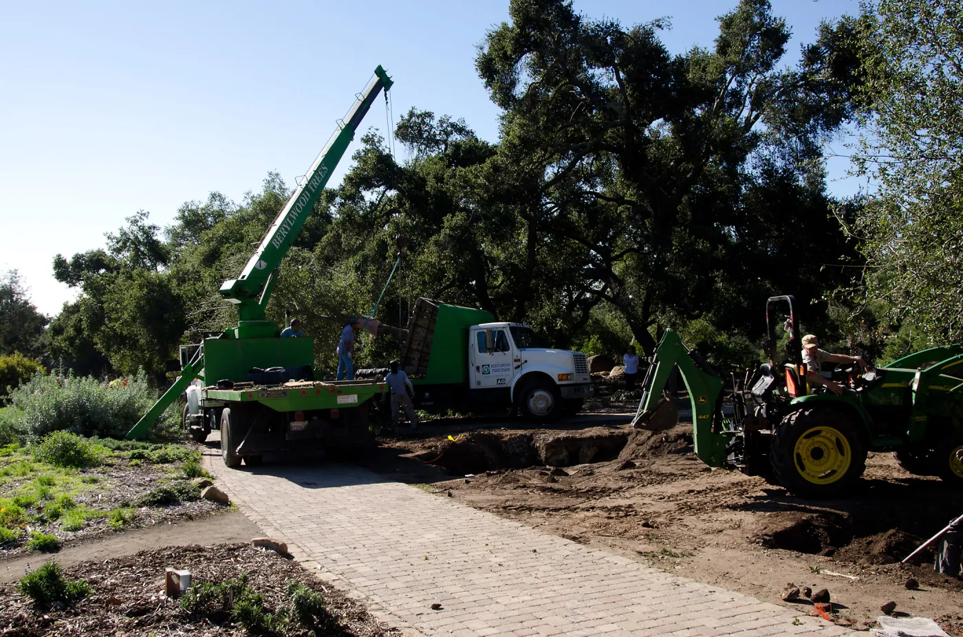New oaks (Coastal Live Oak) arrive at SBBG, Meadow Oaks 